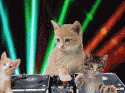 dj kitties